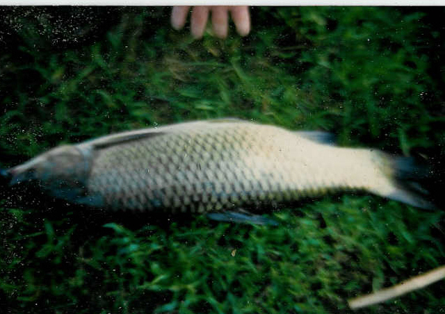 Grass carp